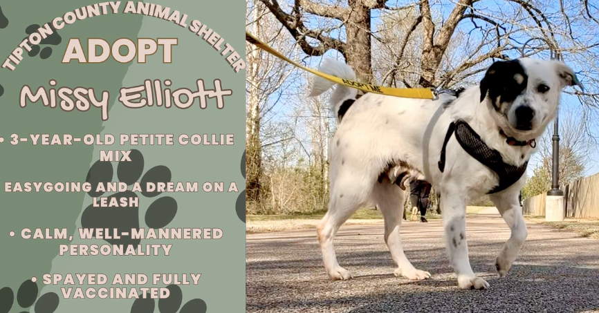Featured Pet of the Week: Missy Elliot