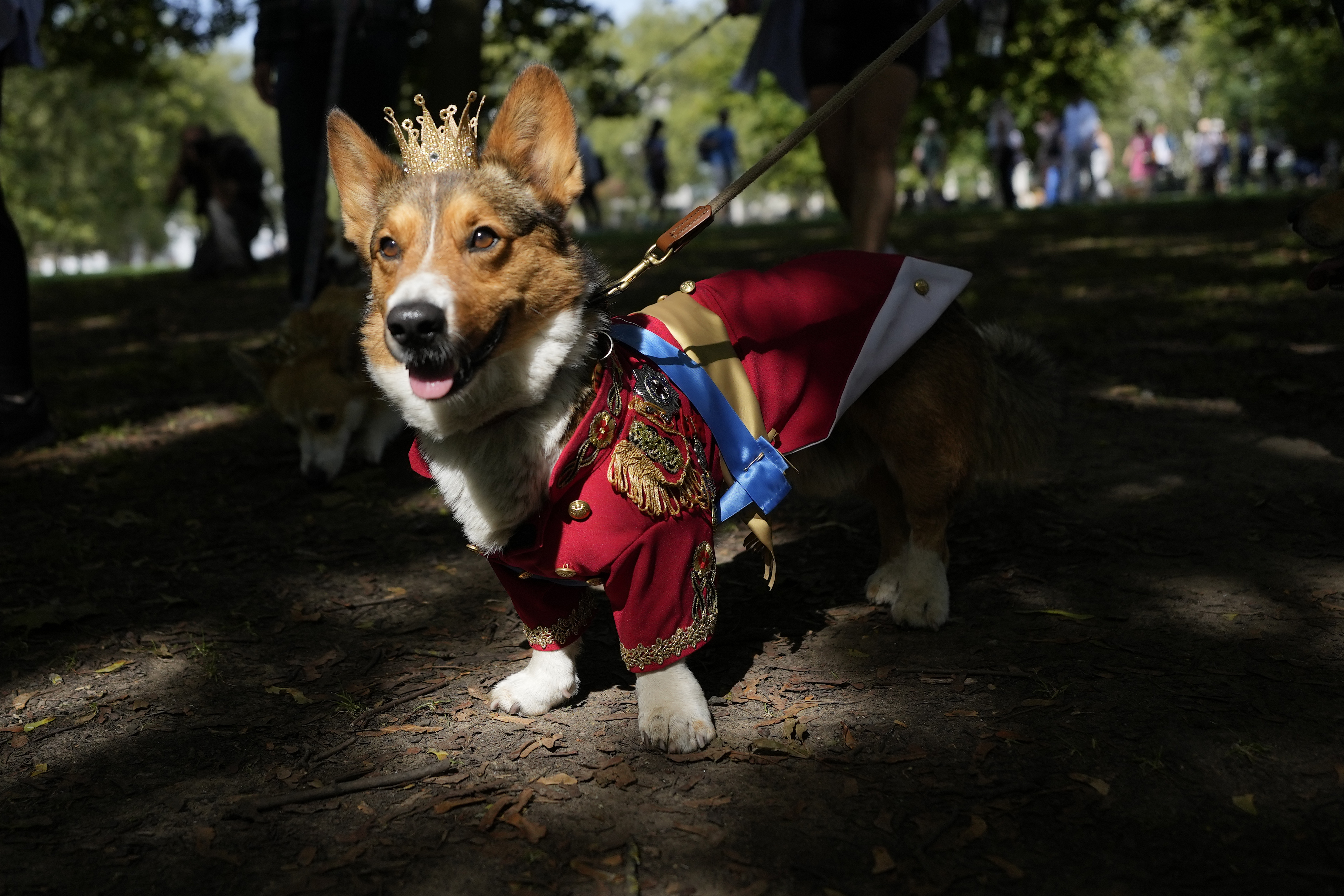 Corgis parade outside Buckingham Palace to remember Queen Elizabeth II a year after her death