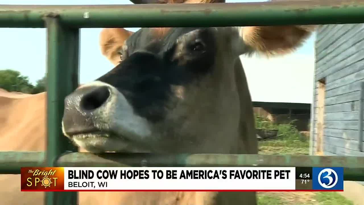 America's Favorite Pet