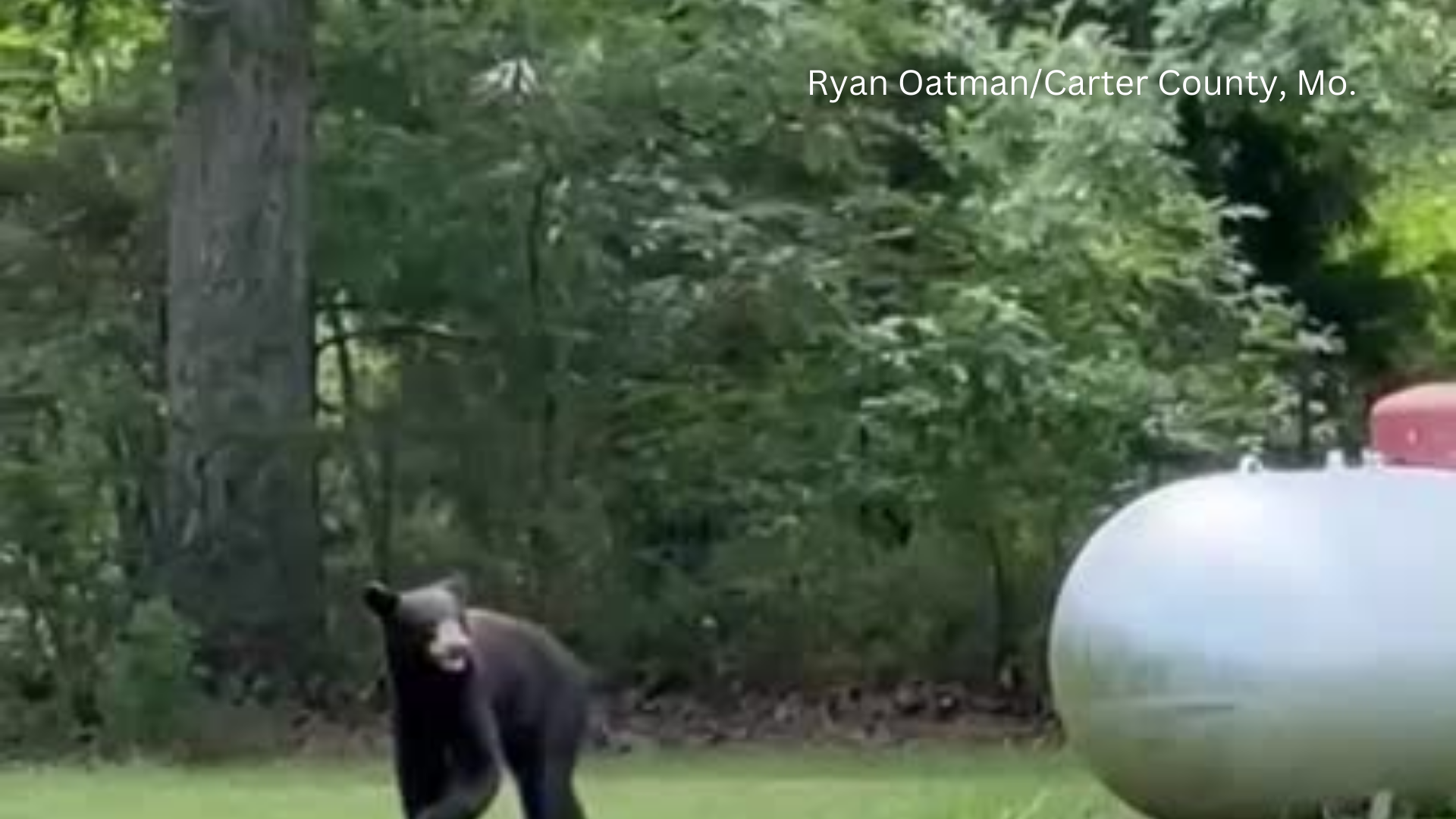 American Black Bear  Missouri Department of Conservation