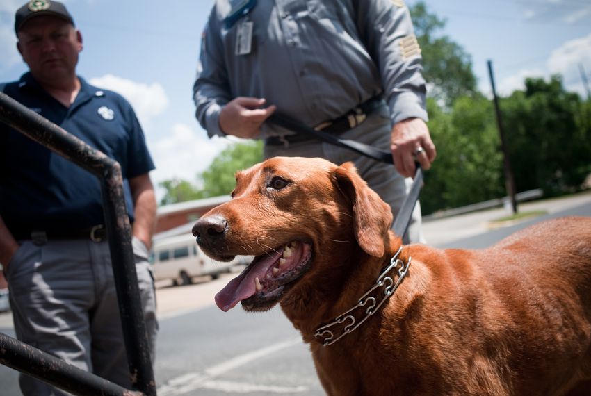 do retired police dogs get a pension