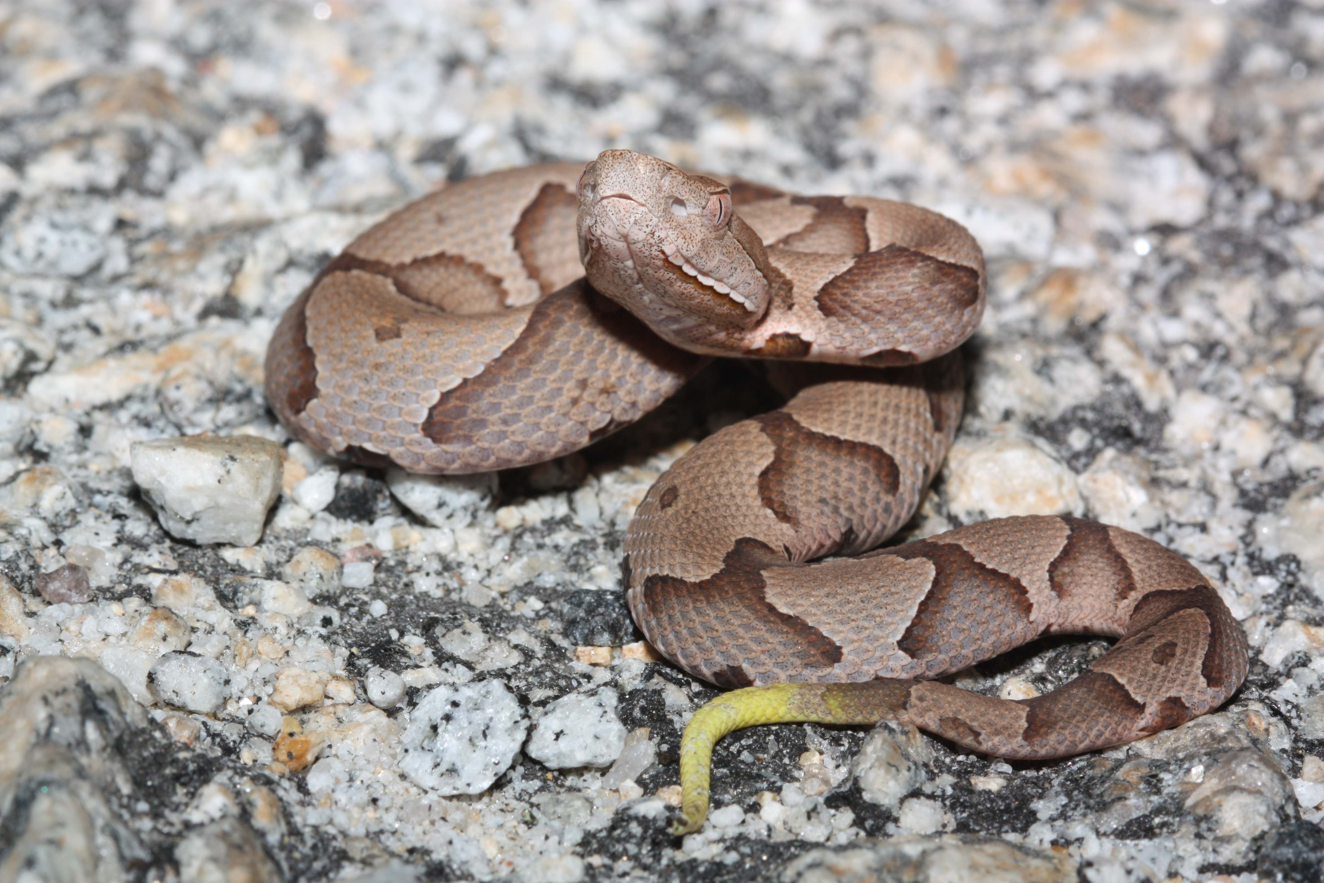 Learning about copperheads with the Carolina Reptile Center - QC Life