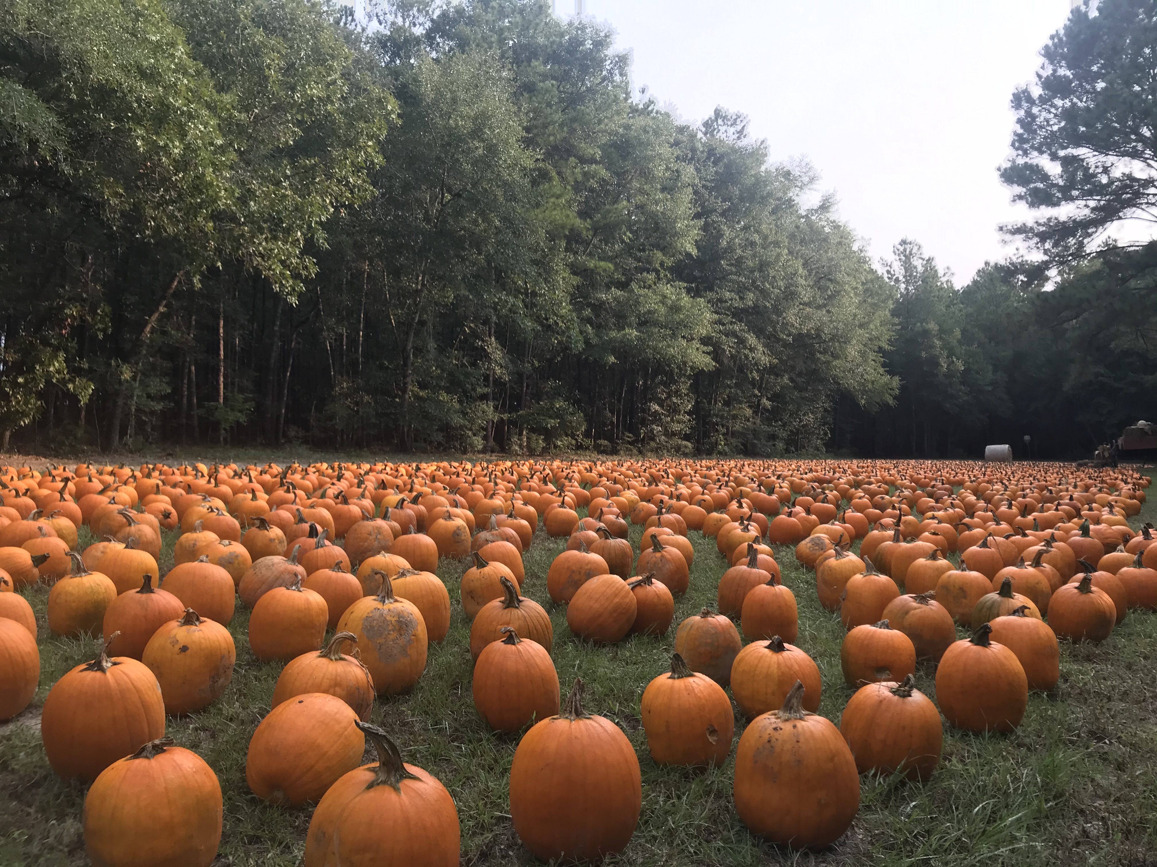 pumpkin patch rochester