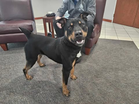 rottweiler kj 19SO ワコマリア cootie anytee The top U.S. therapy dog is a Rottweiler from South Jersey. Good