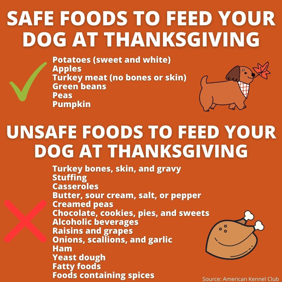 What Thanksgiving Foods Can Dogs Eat? (And Which Ones Should Be Avoided?)
