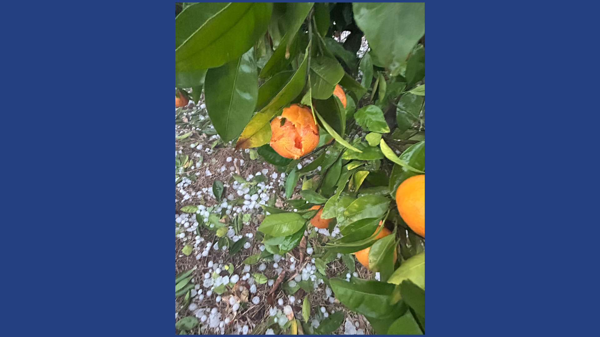 South Georgia citrus farmer navigates hail, plunging temperatures