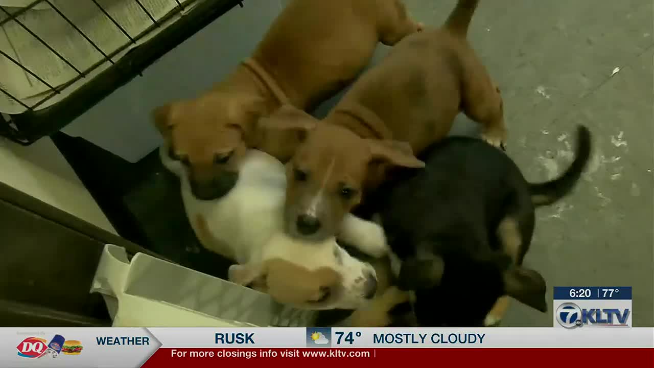 East Texas animal shelters overwhelmed by influx of puppies