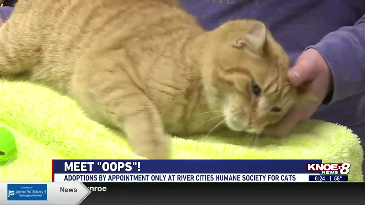 River cities humane hot sale society for cats