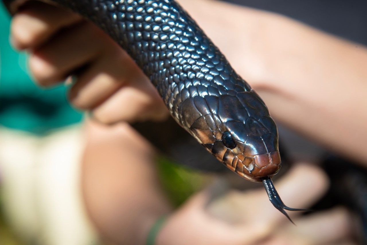 Alabama: Eastern indigo snake found in the state for just the