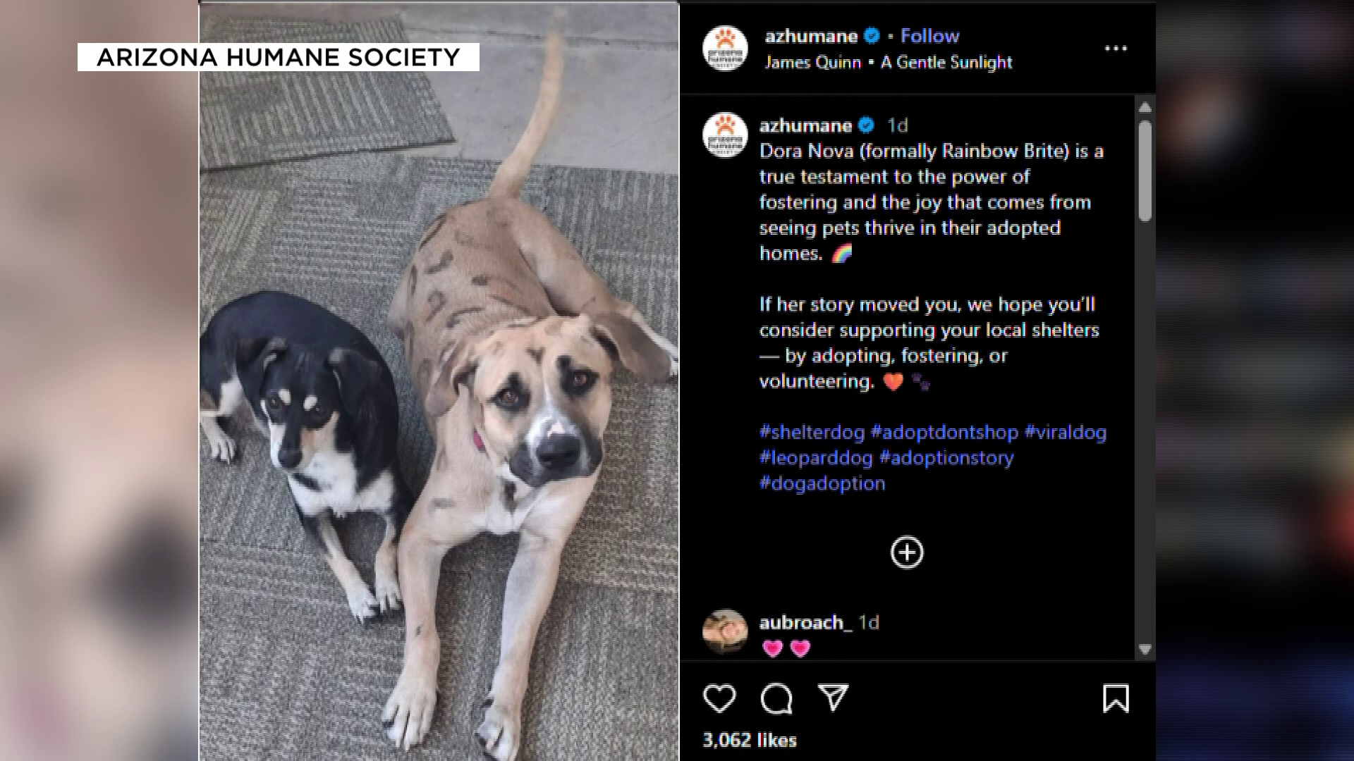 Viral leopard-spotted dog, 9 pups find 'fur-ever' homes