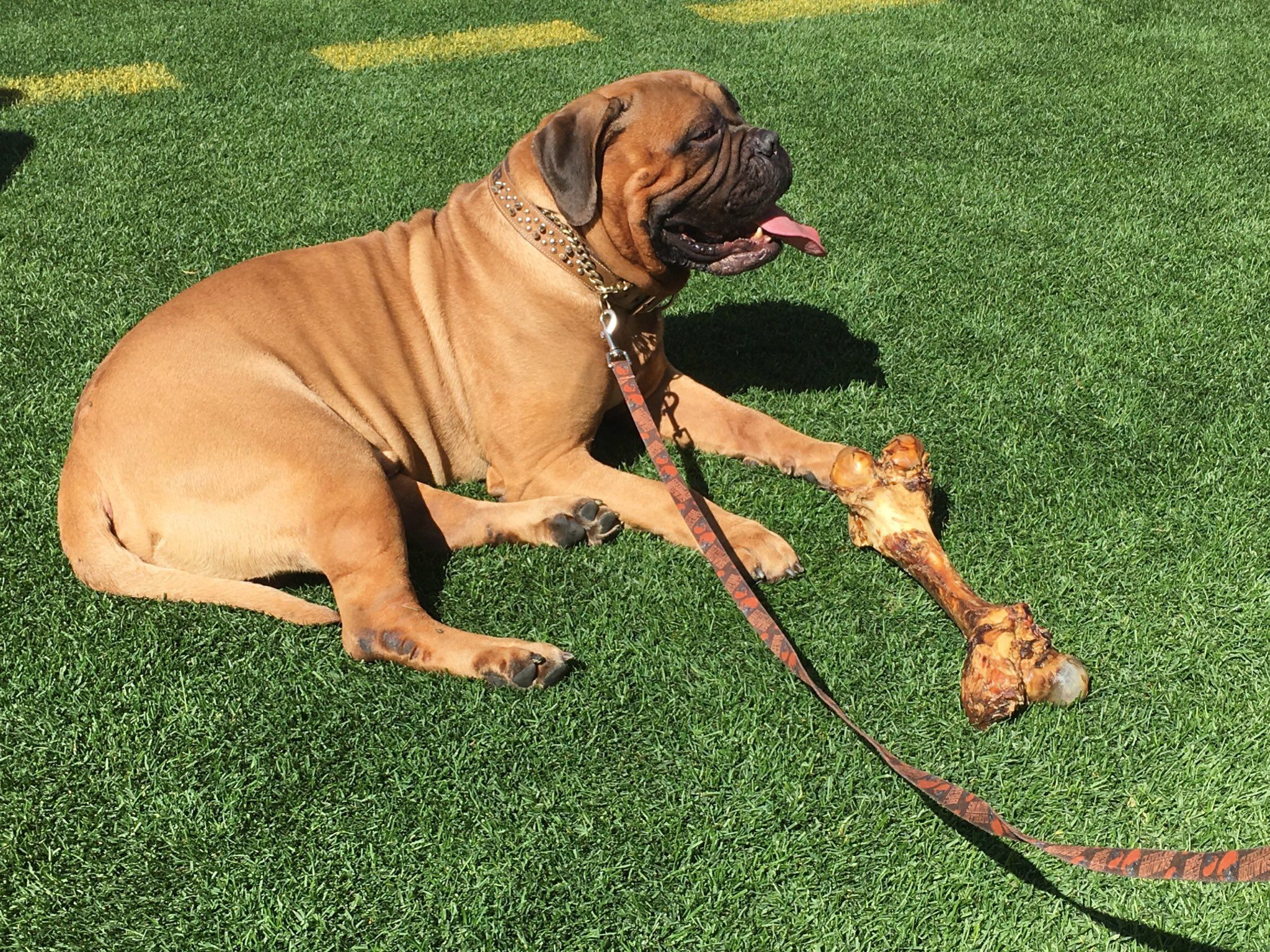 Beloved Browns mascot Swagger passes away