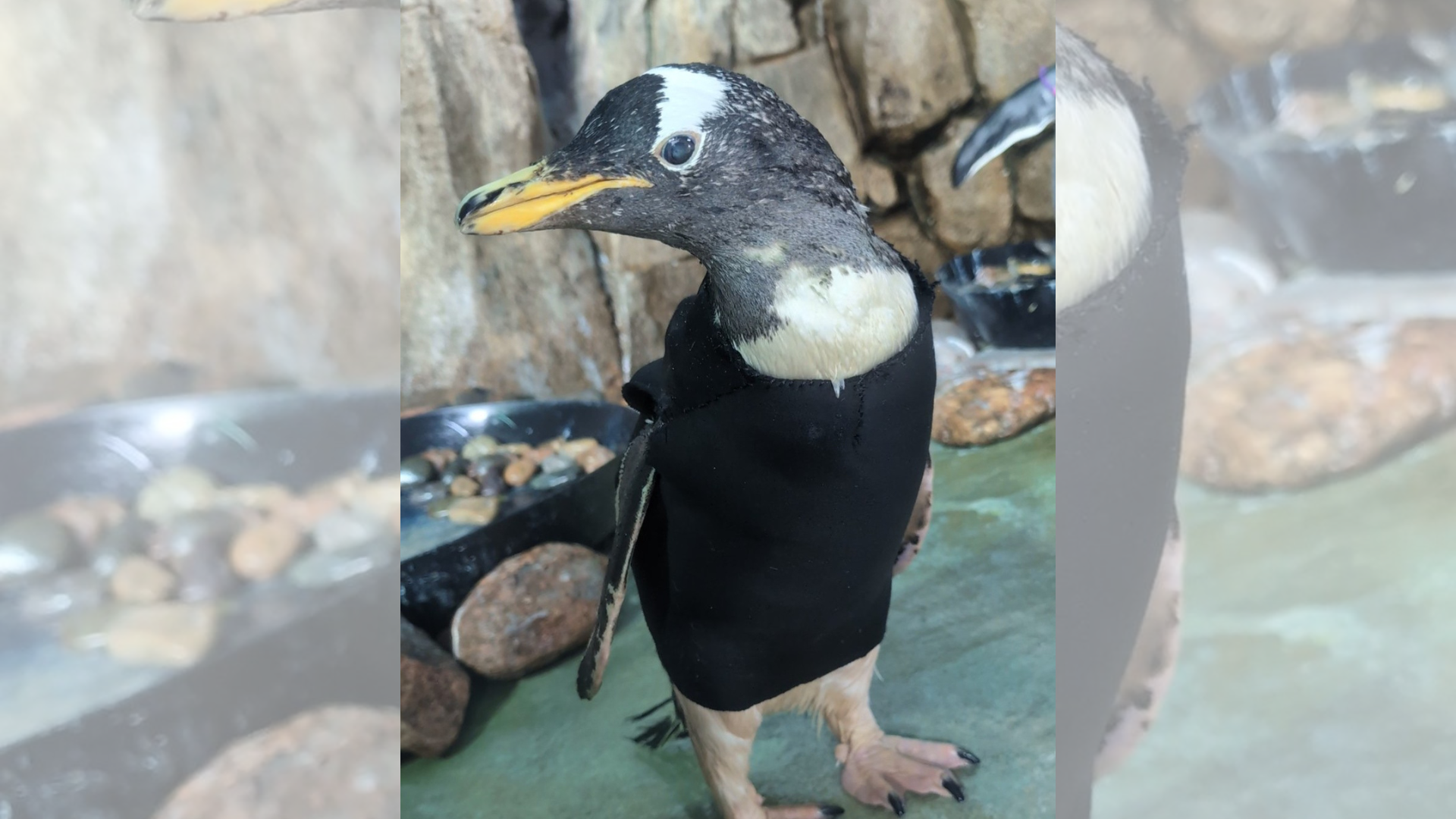 Zoo makes special wetsuit for one of their oldest penguins: 'She's