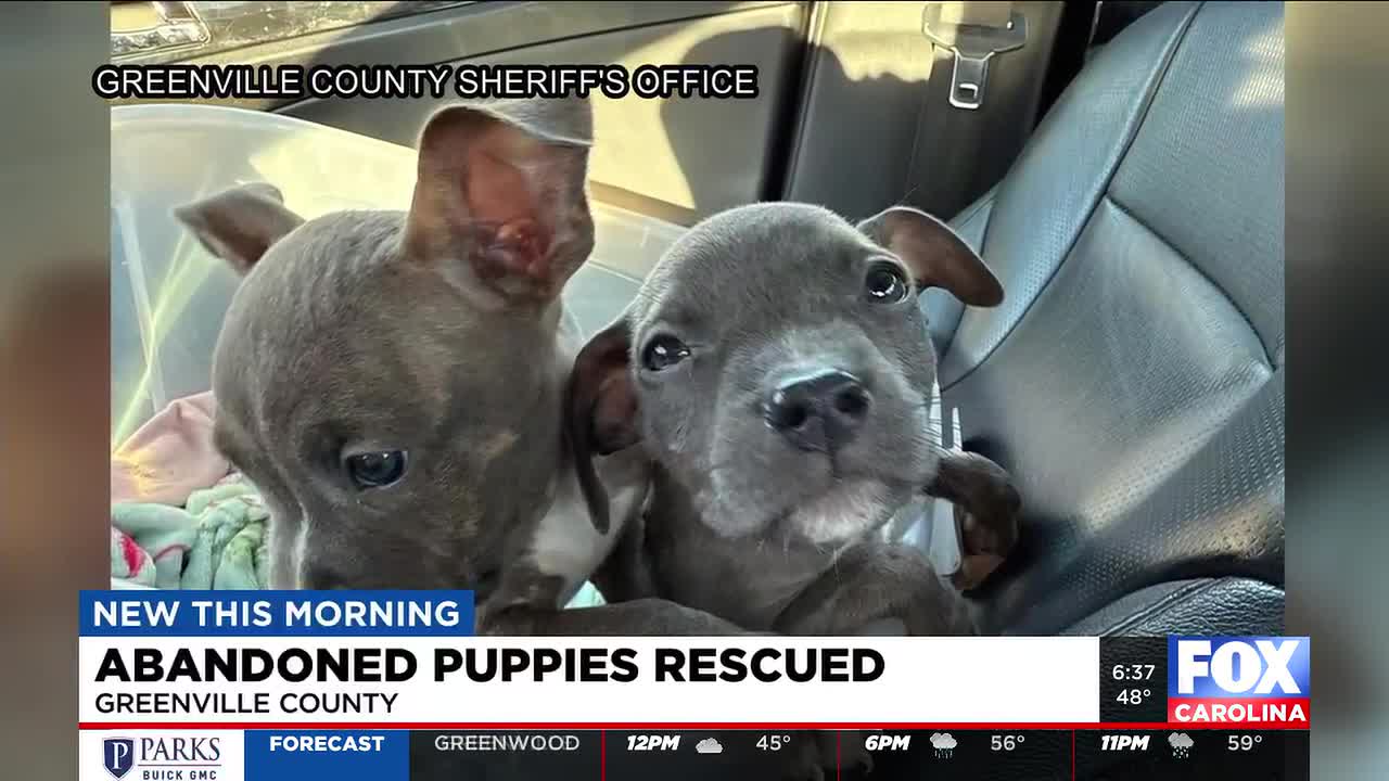 1 puppy dead, 6 recovering after being rescued from roadside in