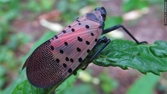 Invasive spotted lanternfly found in Mishawaka, Elkhart