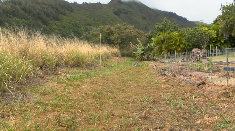 Maui enforcing overgrowth rules, warning violators of potential