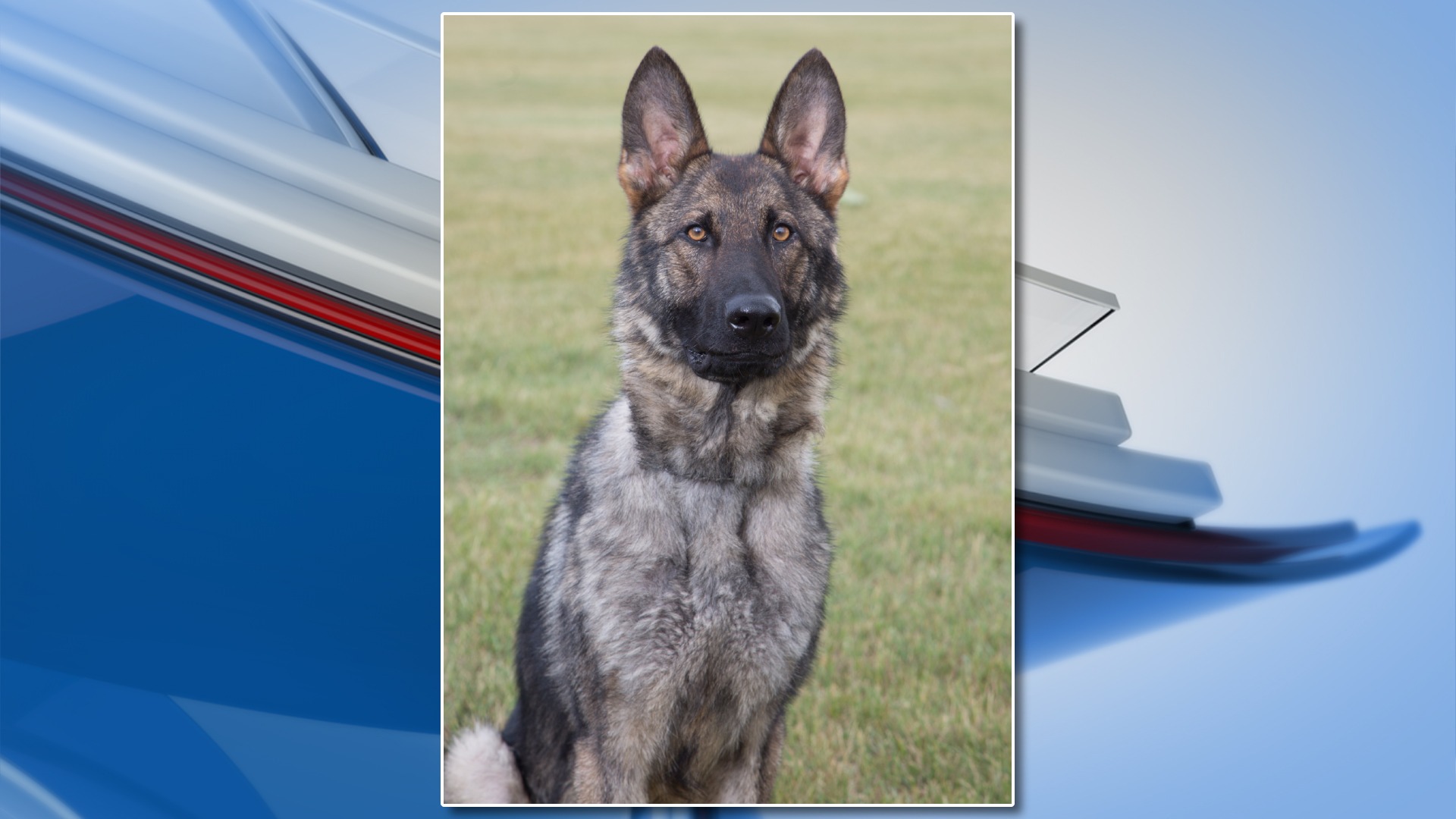 Can German Shepherds Track Deer