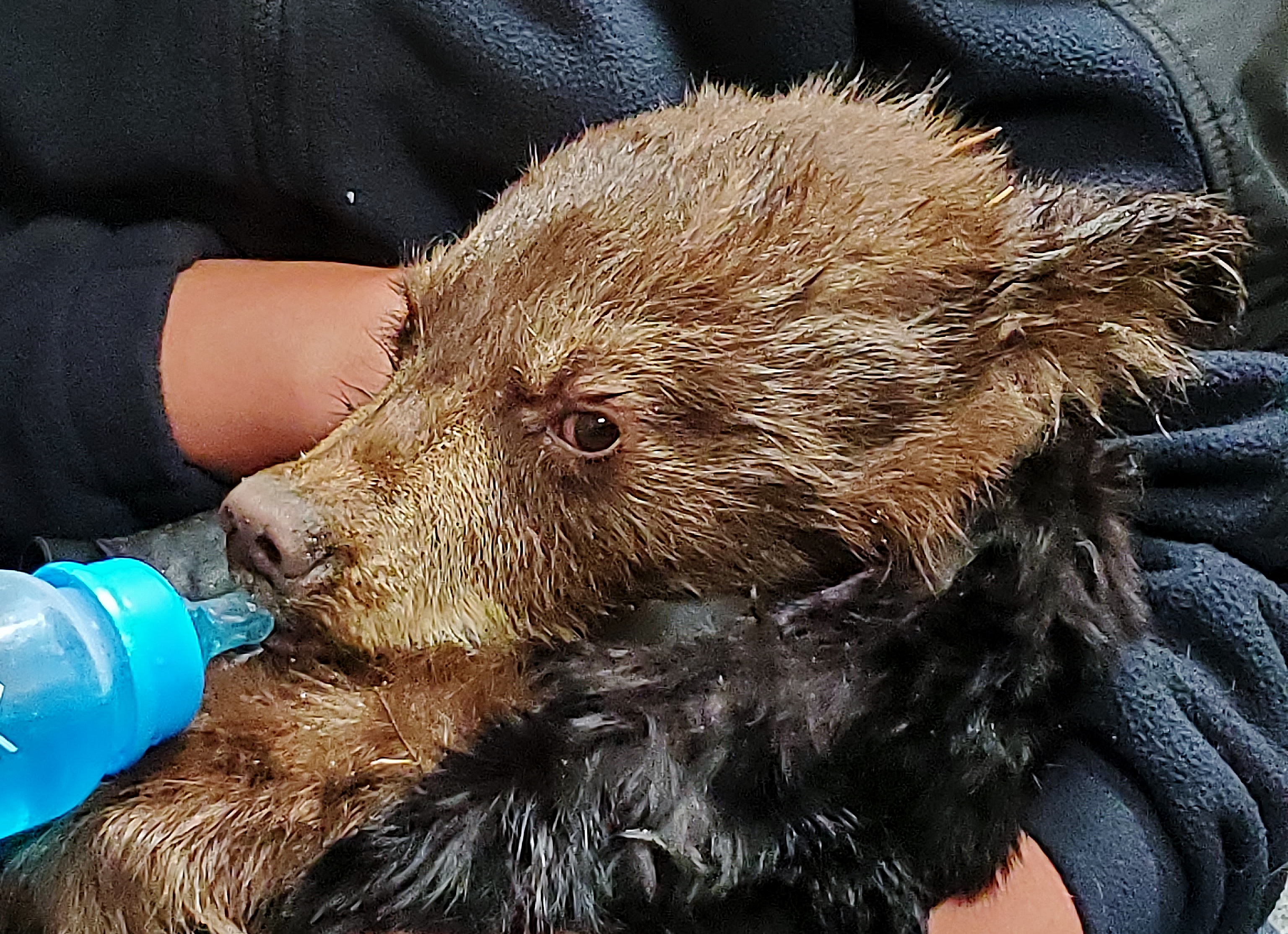 Too far gone Abandoned bear cub passes away despite rescue efforts