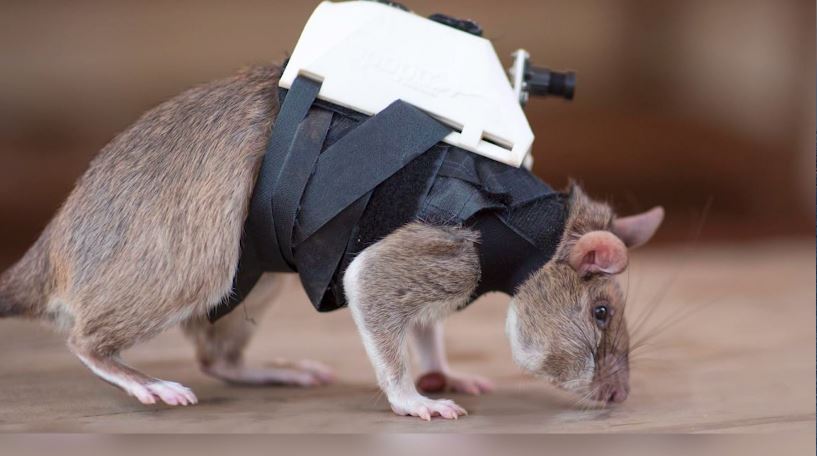 Rescue rats trained to search for disaster survivors