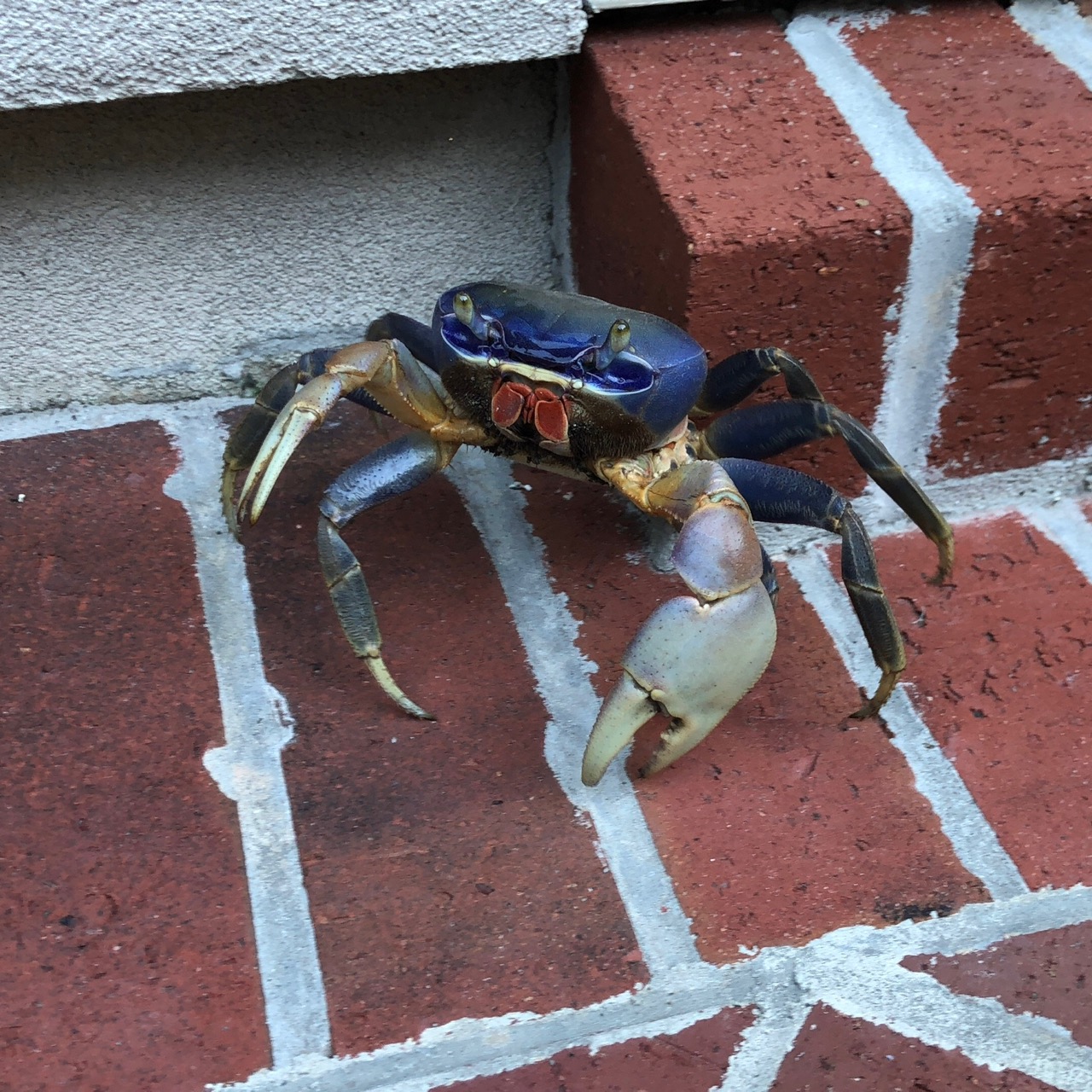 Buy: Great Blue Sea Crab Summer Art Coastal