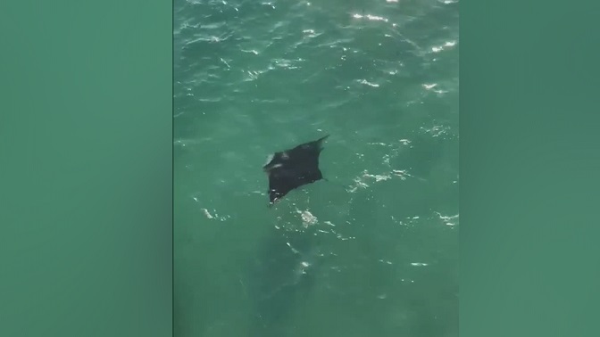 Discovering the Wonders of Panama City Beach Stingrays