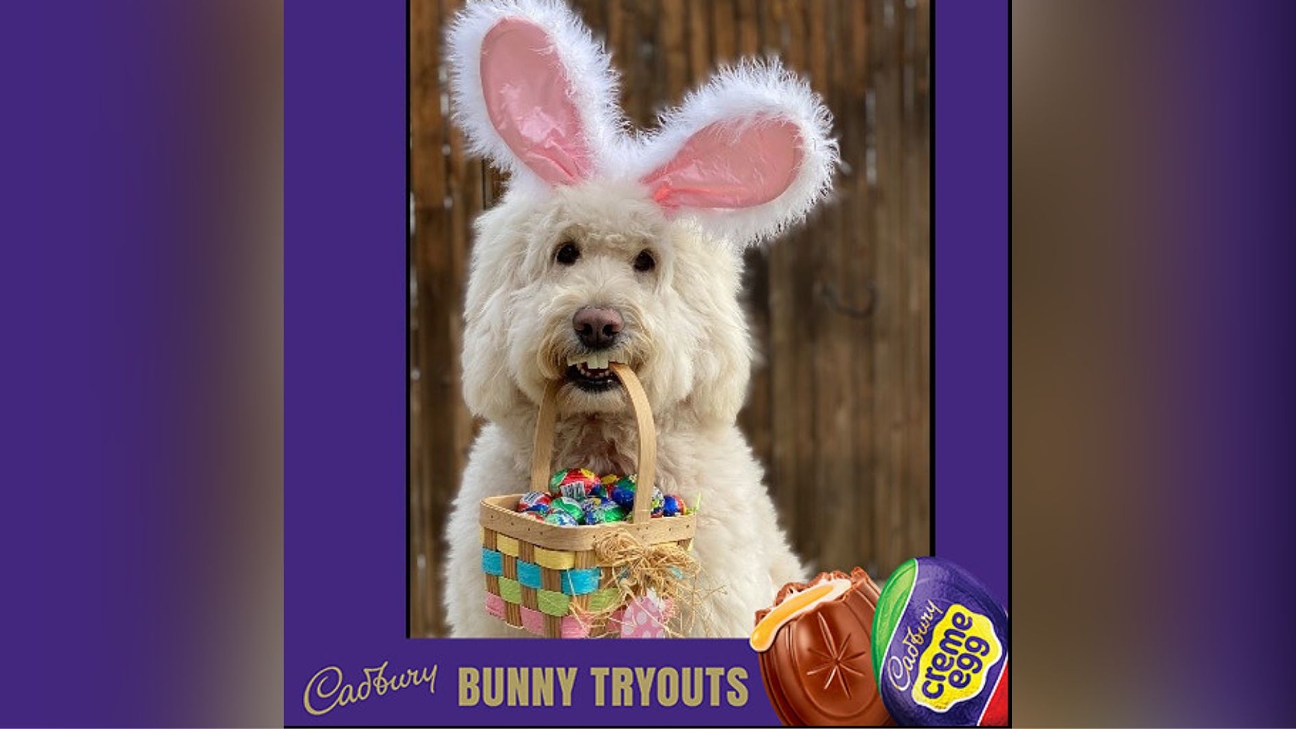 America votes therapy dog to be next Cadbury Easter Bunny