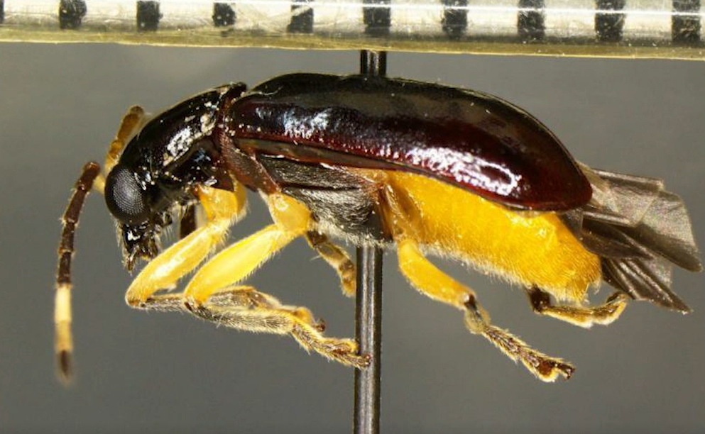 US customs officers find rare destructive beetle in fruit boxes at