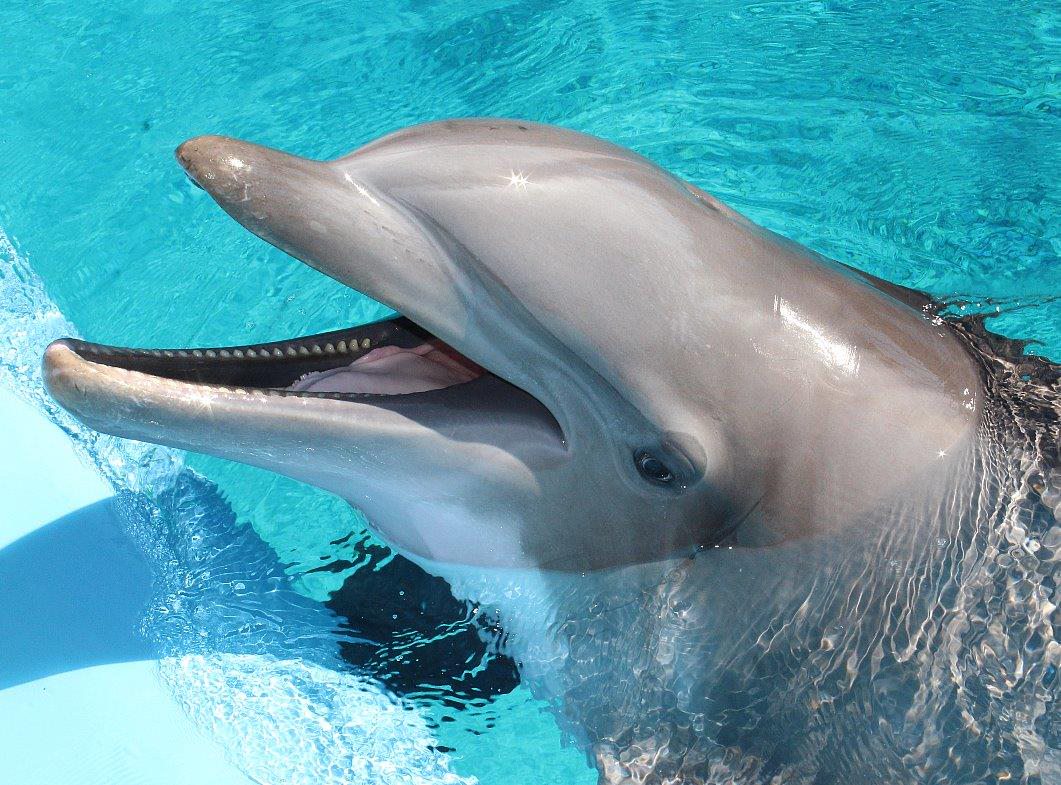 Bottlenose Dolphin