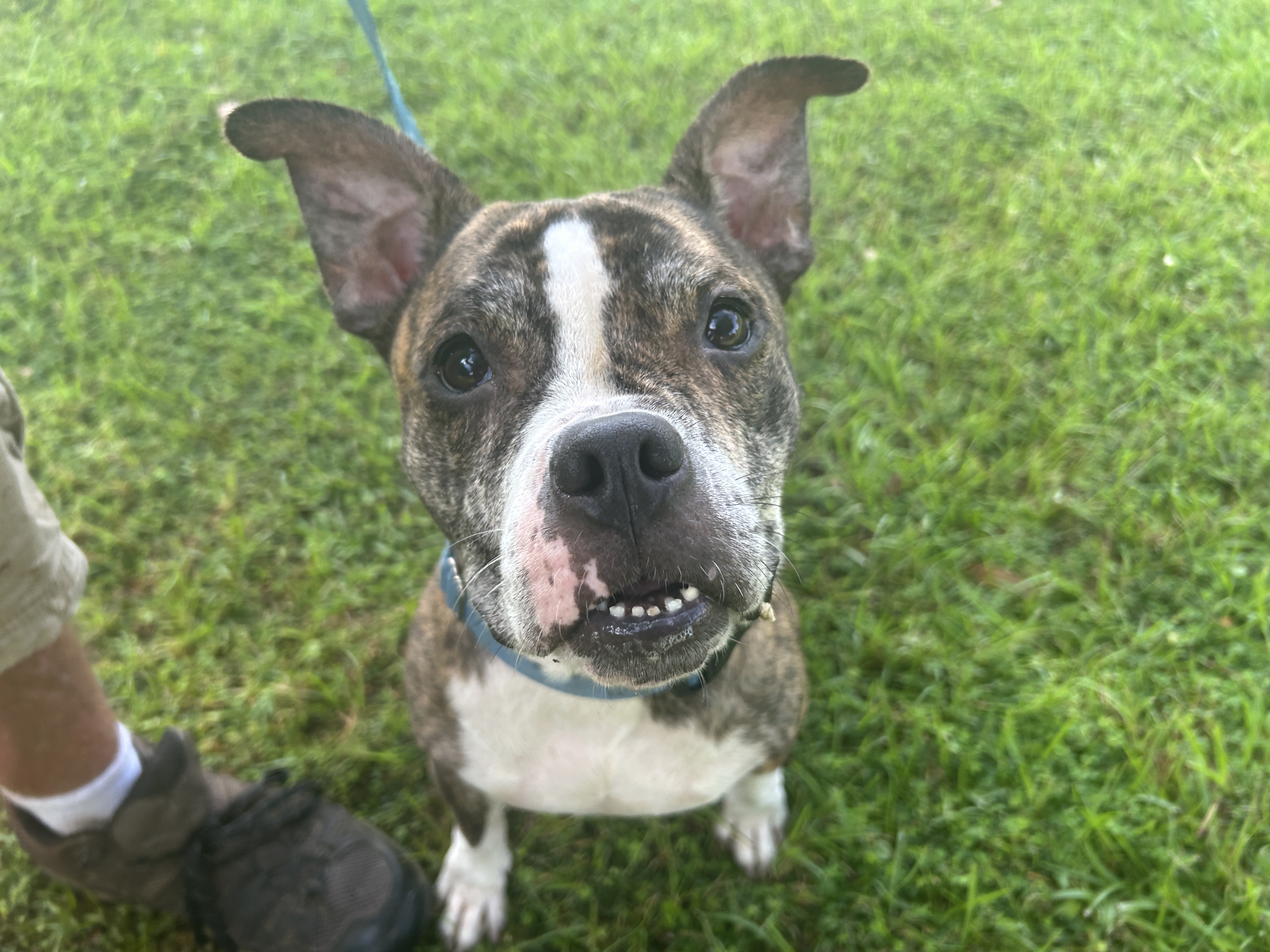 テレビ puppy Puppy Pals, LIVE! – Paramount Theatre – Goldsboro, NC