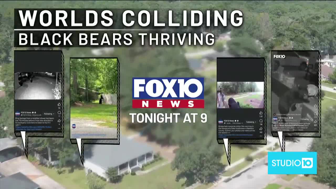 Special Report: Worlds colliding, black bears thriving