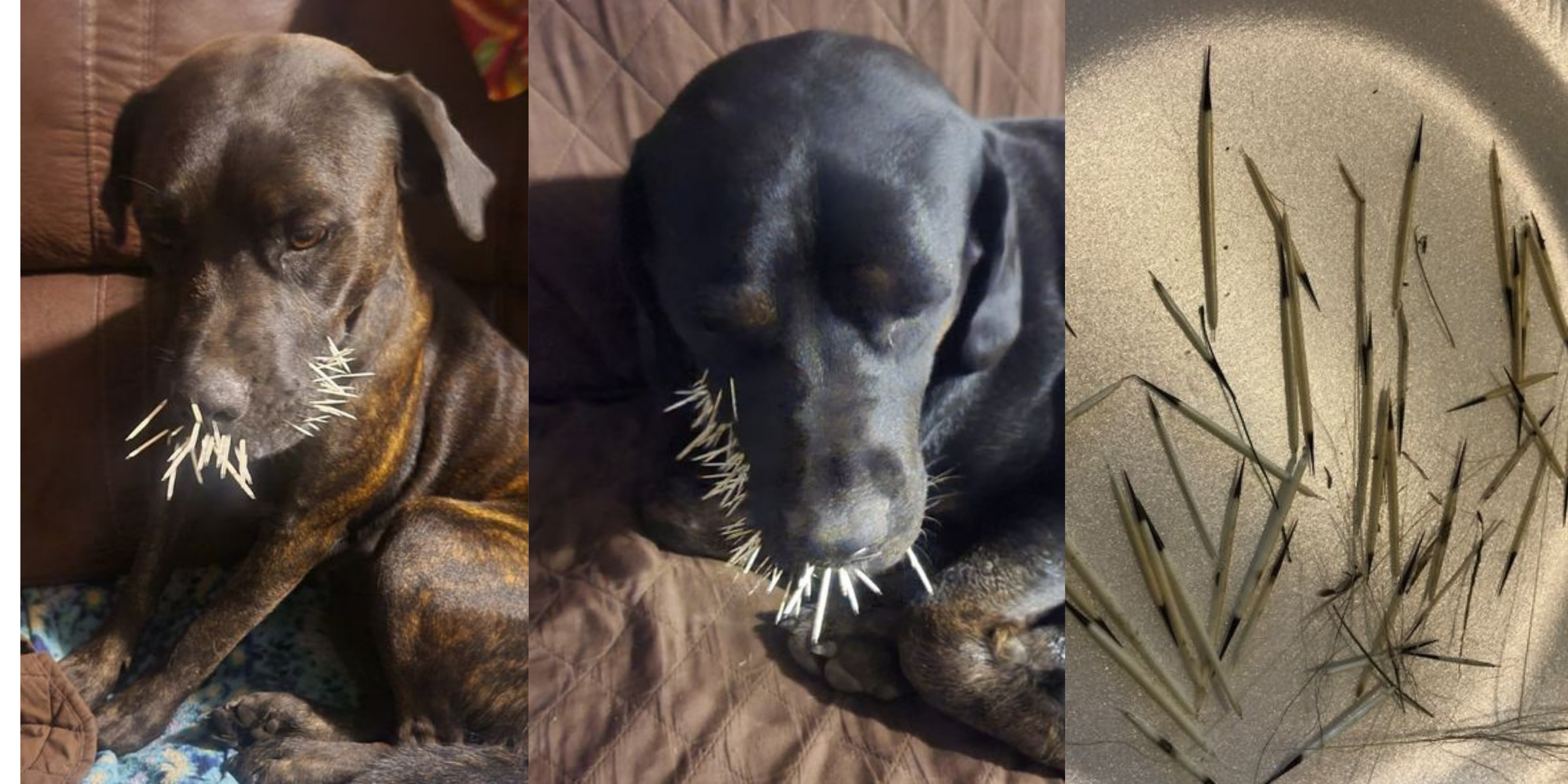 What To Do If a Porcupine Quills Your Dog