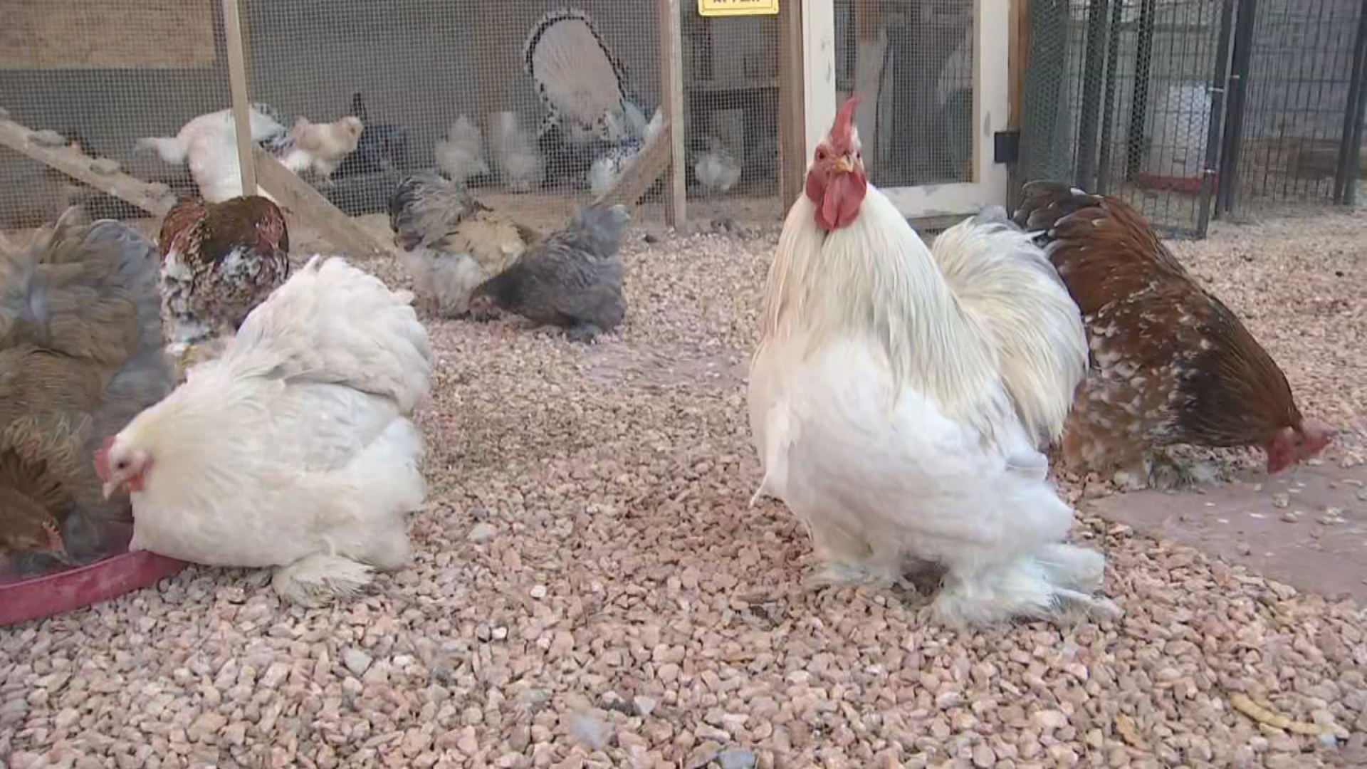 Surge of interest in backyard chickens after egg prices soar, owners lay  out the facts