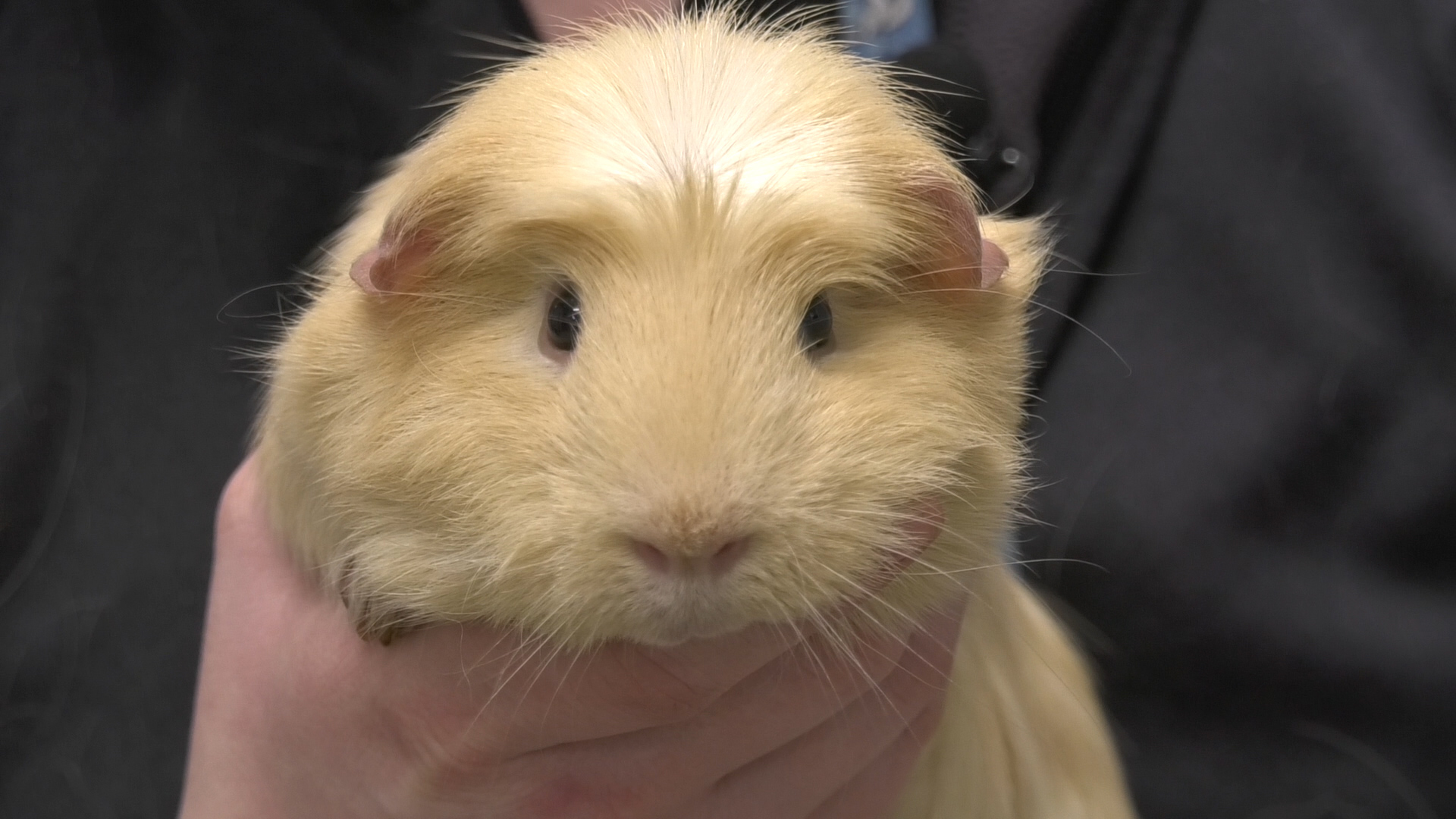 north east guinea pig rescue