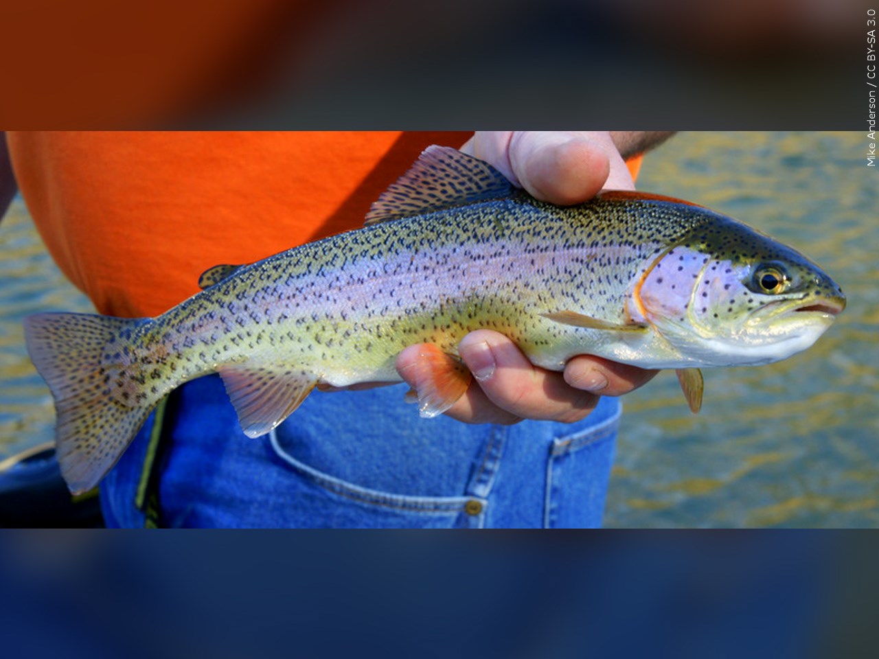 Illinois fall trout season opens in October