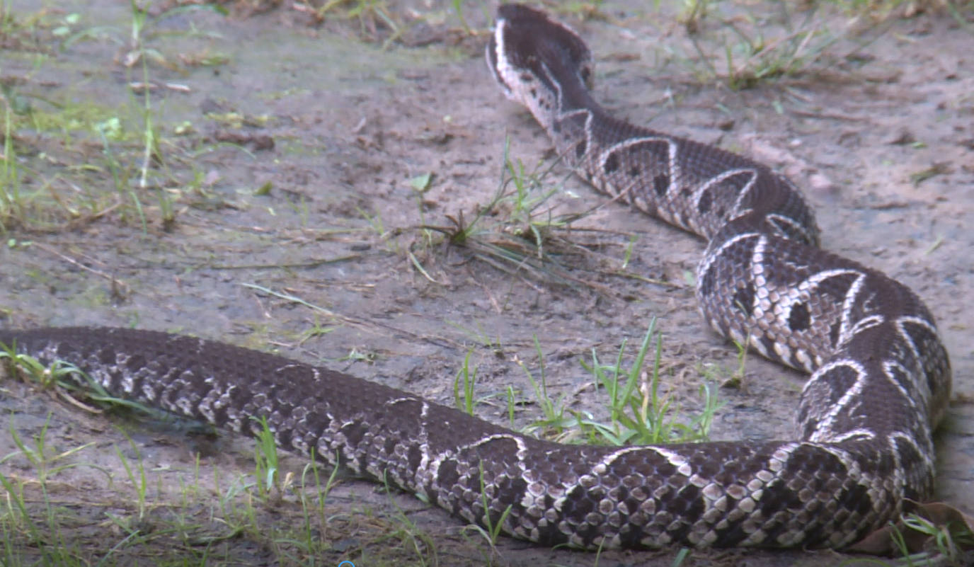 Snake held at reptile zoo helps with COVID research