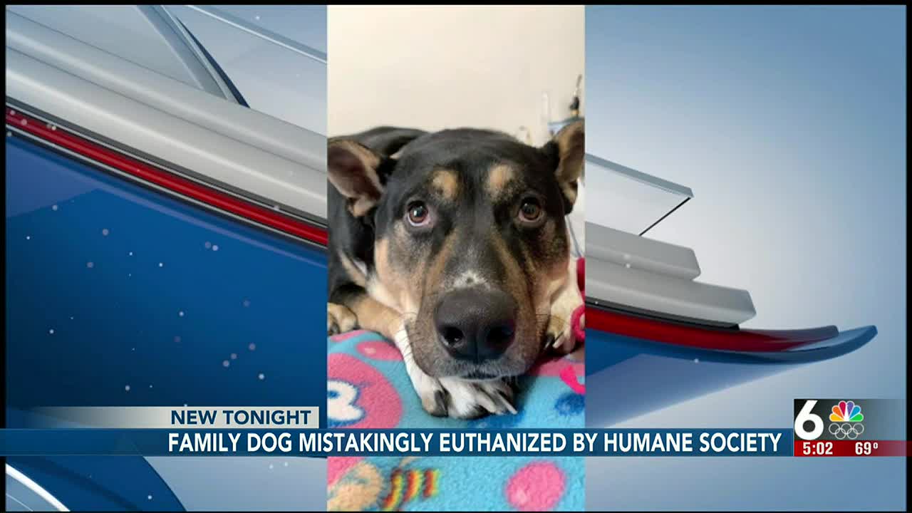 is euthanizing a dog humane