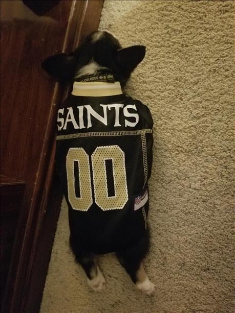 Saints Fan Pics: Who Dat Nation shows off their black and gold spirit