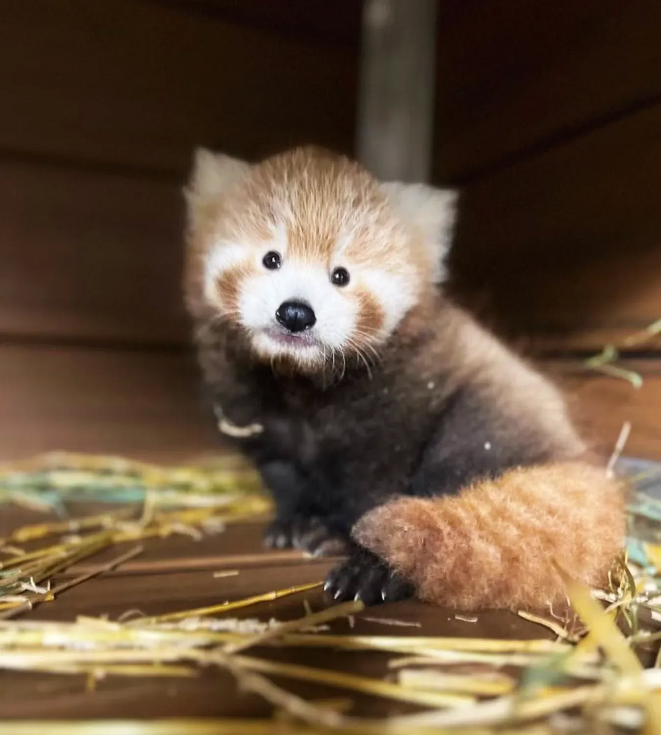 Cleveland Metroparks Zoo welcomes baby red panda