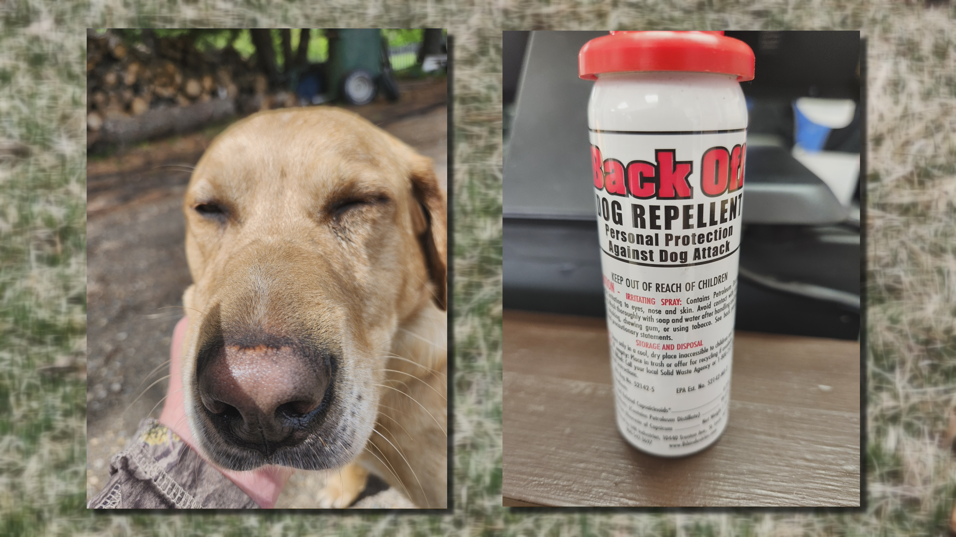He was ambushed”: Dog pepper sprayed by mail carrier, owner