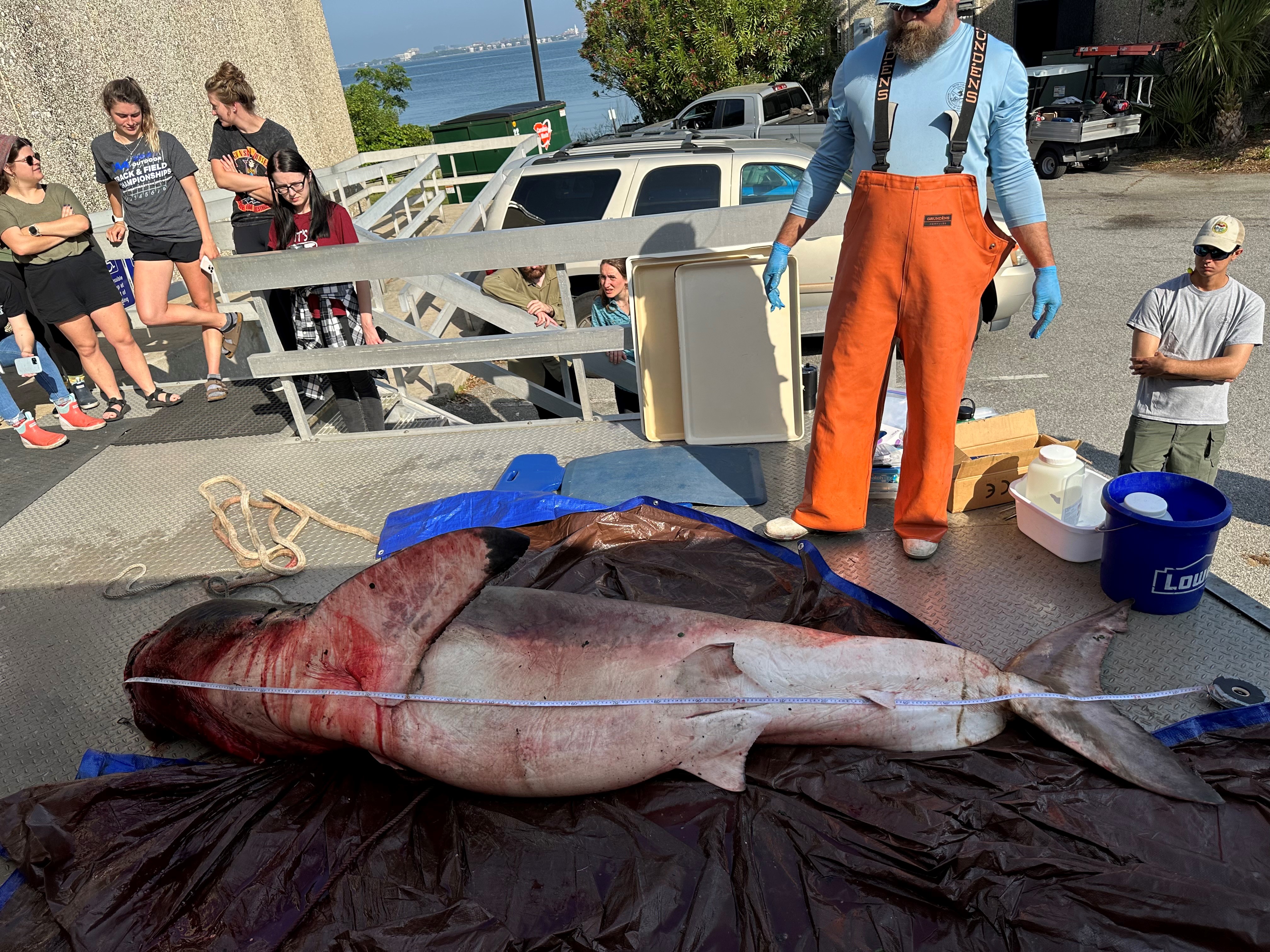 South Carolina: Dead shark washes up on Myrtle Beach