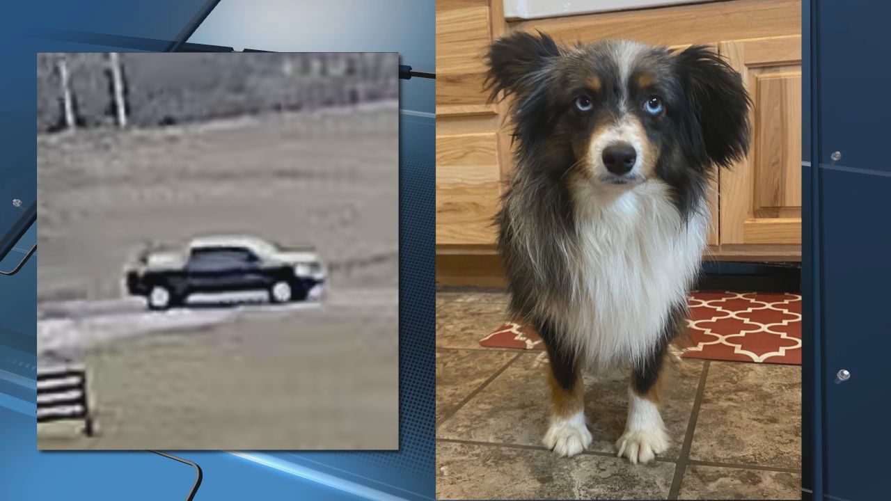 Hart County family offers reward for safe return of stolen dog