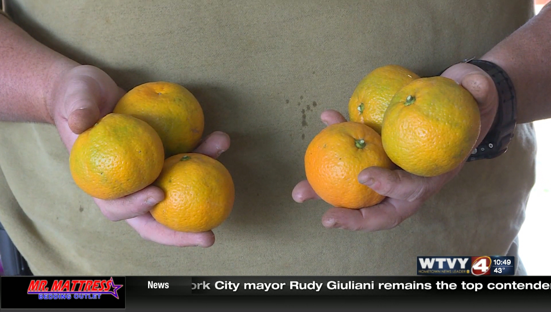 Geneva Co. satsuma oranges plentiful despite drought