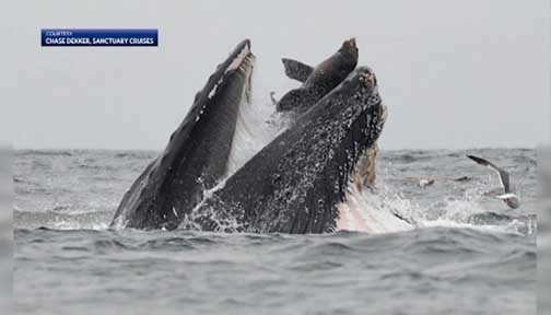 Photo Shows Humpback Whale Almost Swallowing Sea Lion