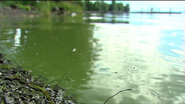 Five things you need to know about blue-green algae