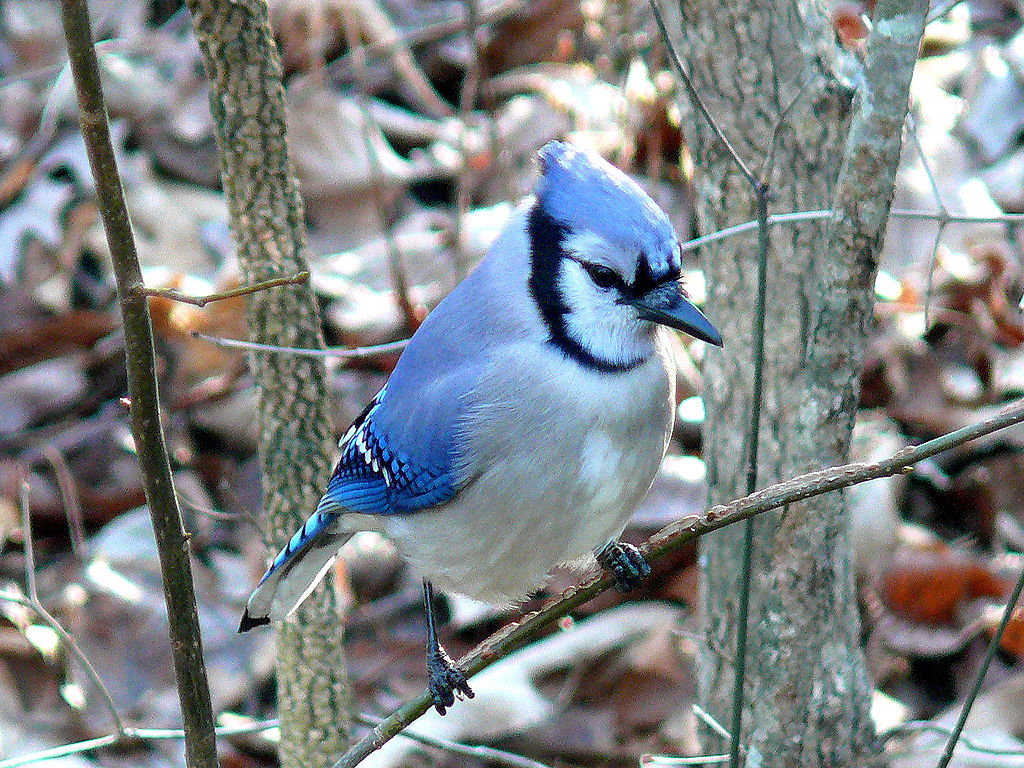 A trick of nature: Blue jays aren't really blue