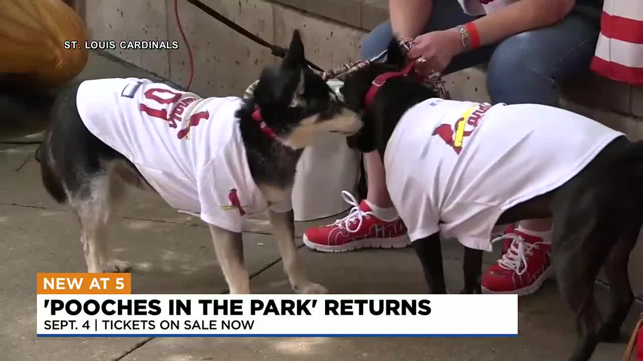St Louis Cardinals Dog Collar
