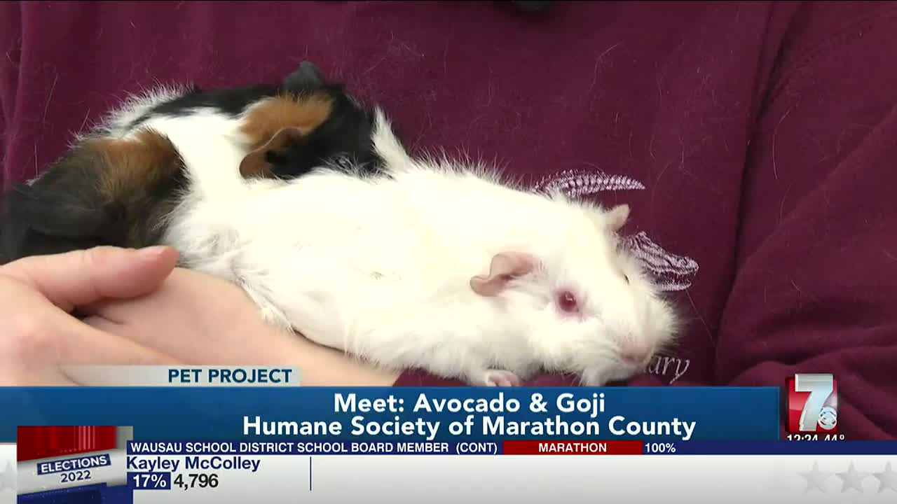 Can guinea 2024 pigs have avocado