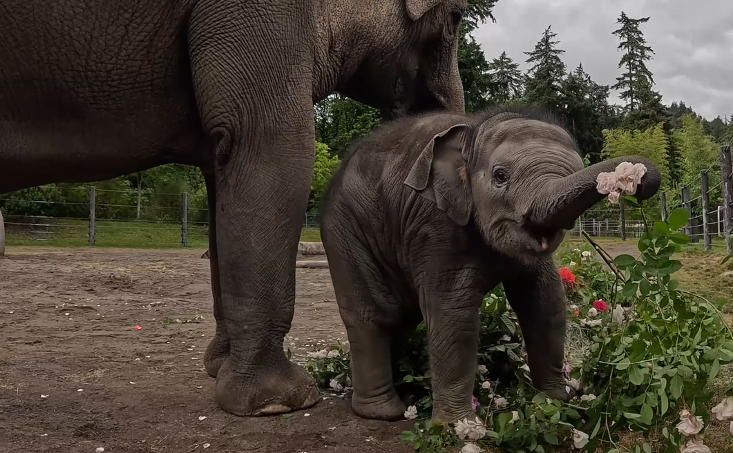 Oregon Zoo's Tula-Tu named Grand Marshal of Grand Floral Parade