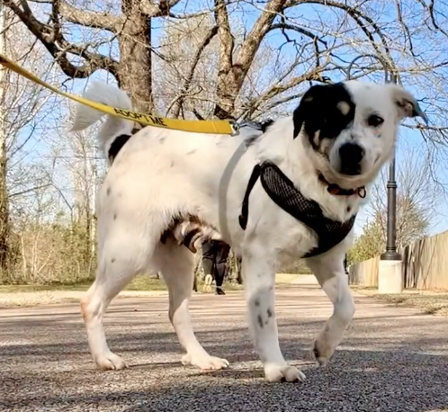 Featured Pet of the Week: Missy Elliot