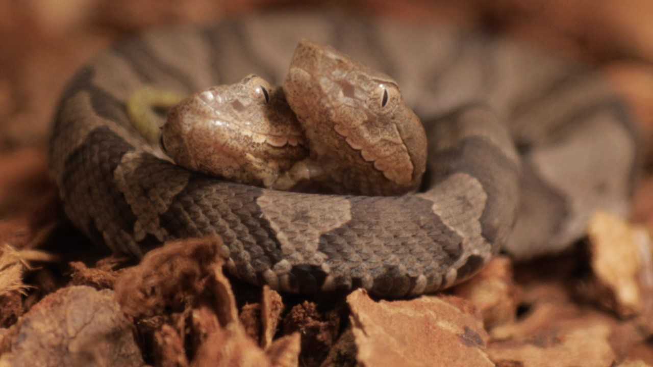 Two-headed copperhead snake on display at Frankfort wildlife center