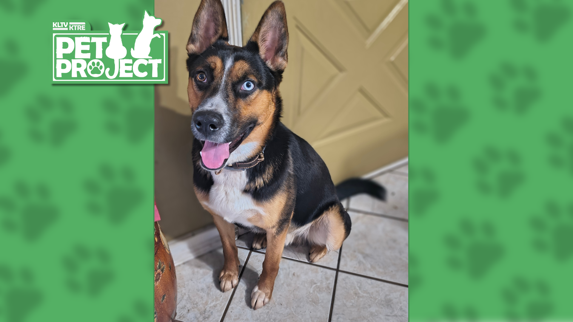 East Texans share photos of their beloved dogs for National Dog